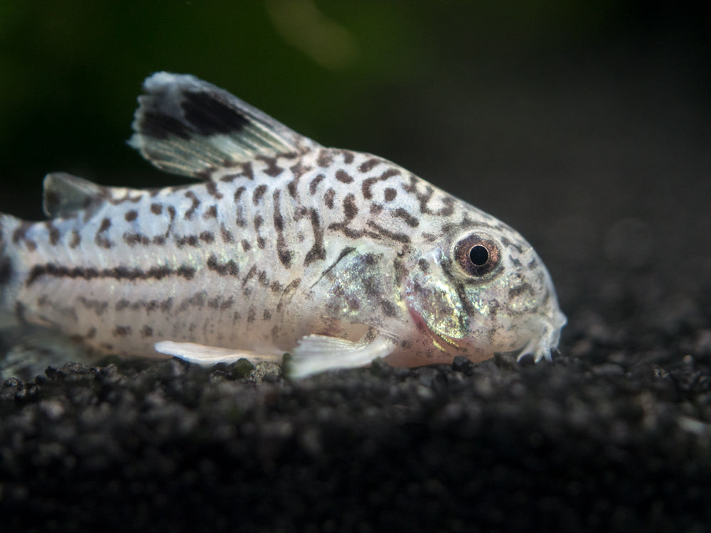 Corydoras Catfish – Aquatic Arts