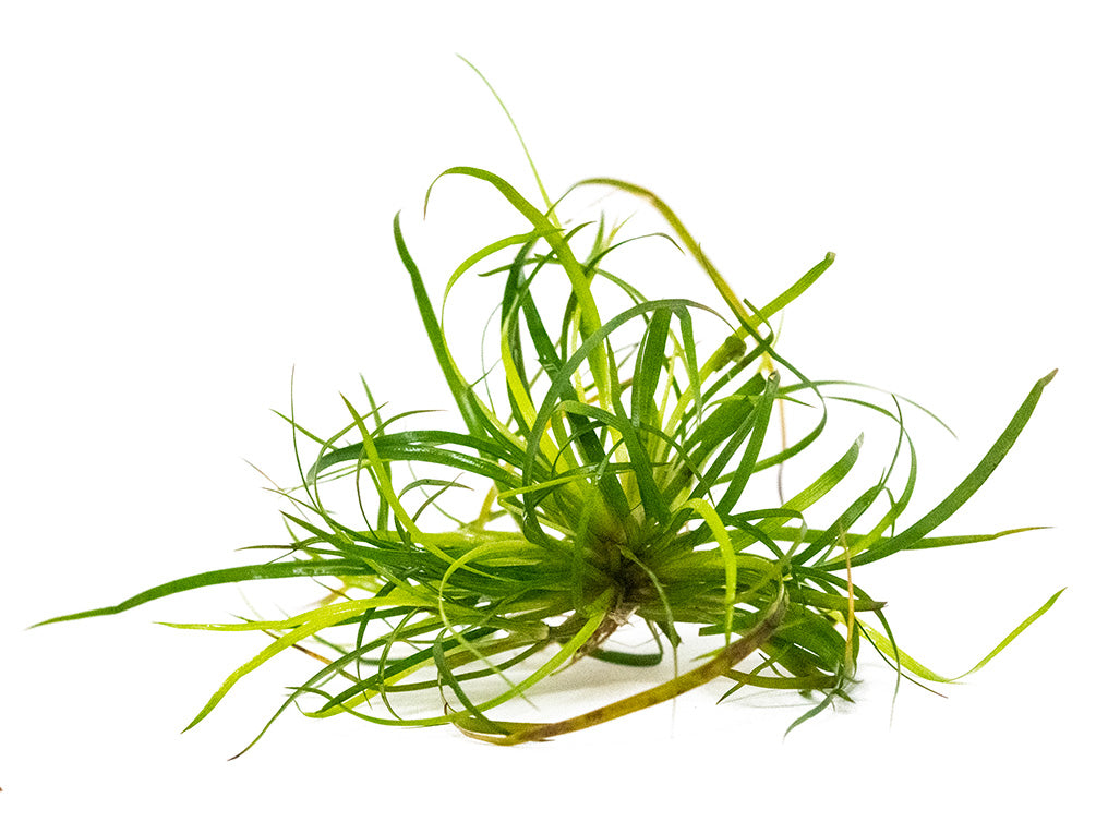 Lesser Creeping Rush (Juncus repens), clump