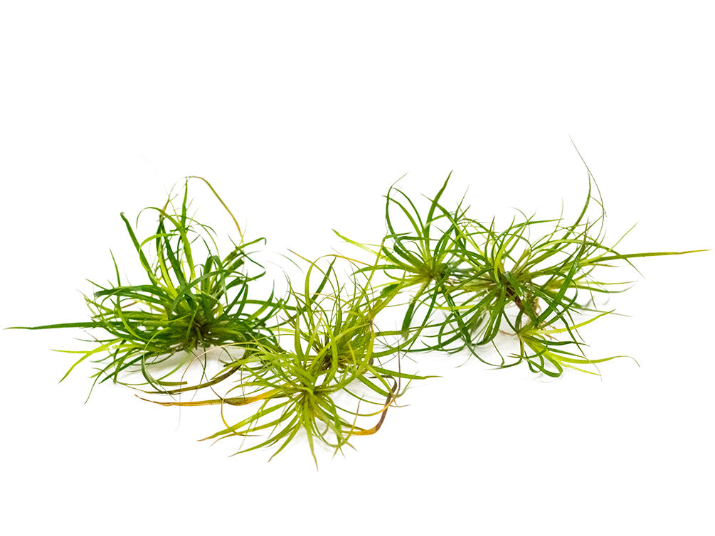 Lesser Creeping Rush (Juncus repens), clump