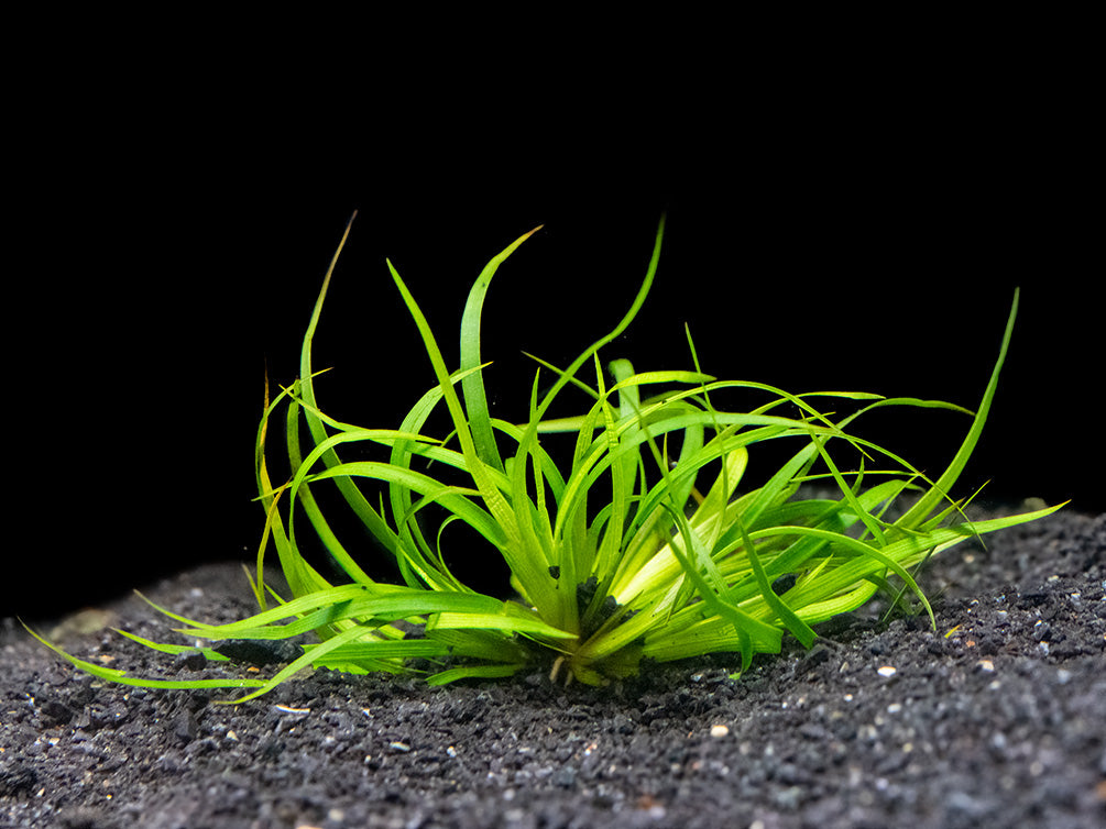 Lesser Creeping Rush (Juncus repens), clump