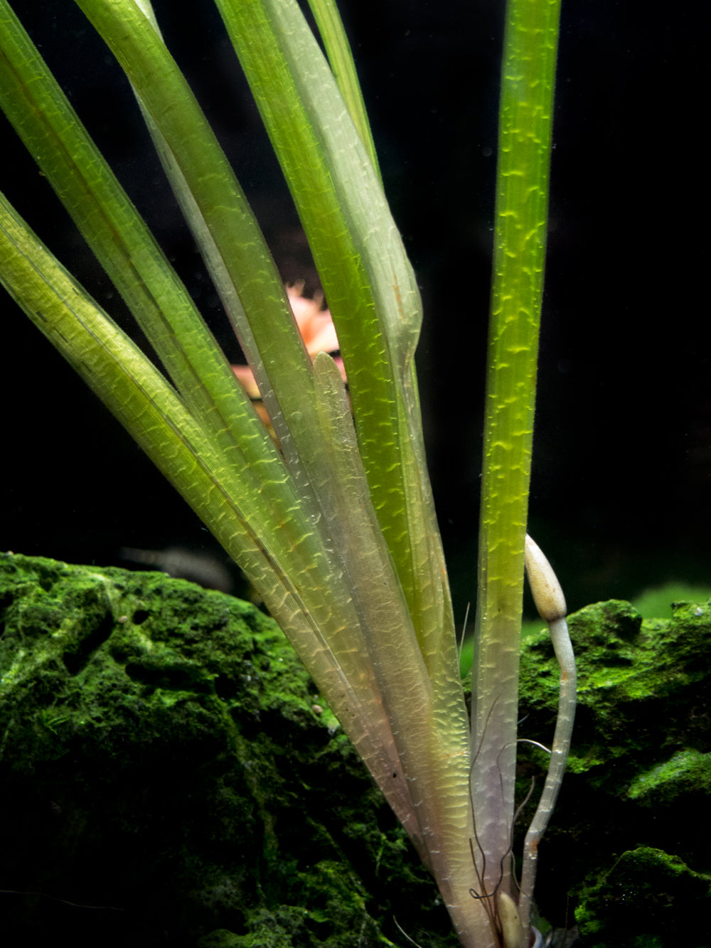 Jungle Vallisneria (Vallisneria americana), Bunch w/Lead