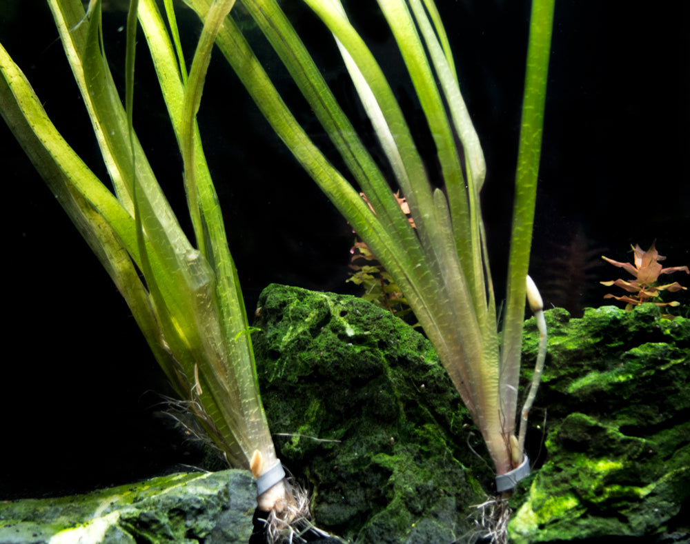 Jungle Vallisneria (Vallisneria americana), Bunch w/Lead