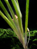Jungle Vallisneria (Vallisneria americana), Bunch w/Lead