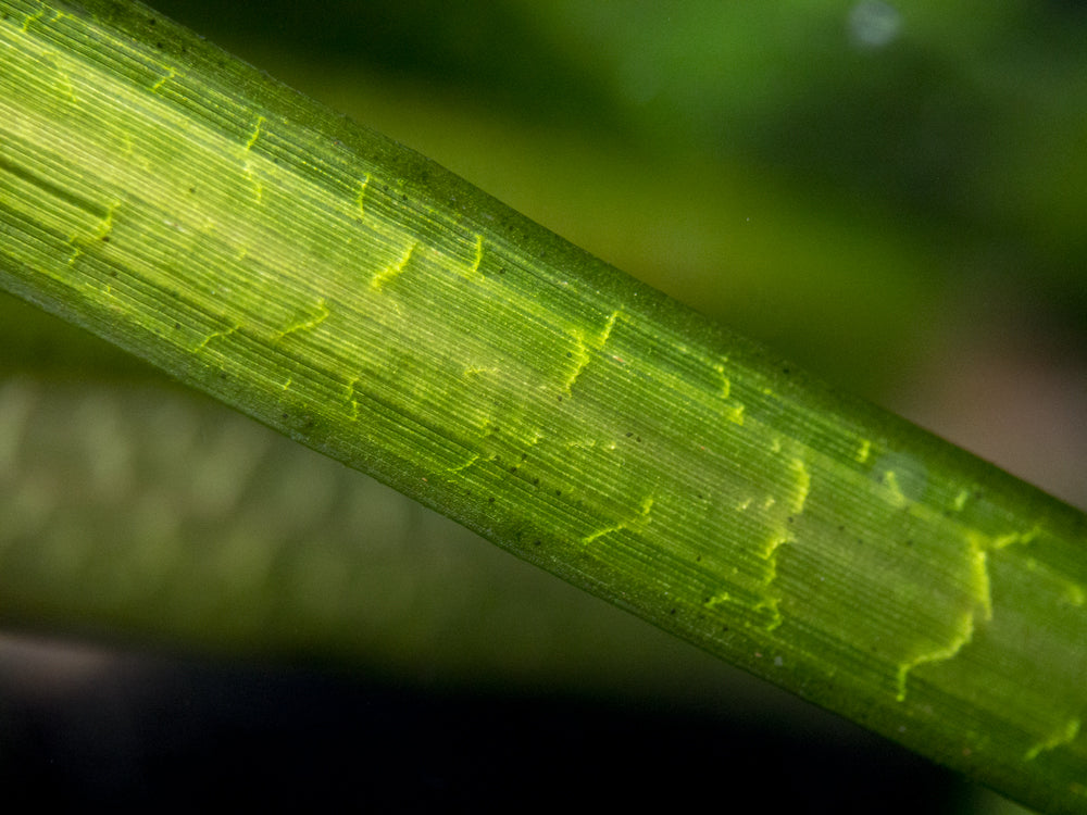 Jungle Vallisneria (Vallisneria americana), Bunch w/Lead