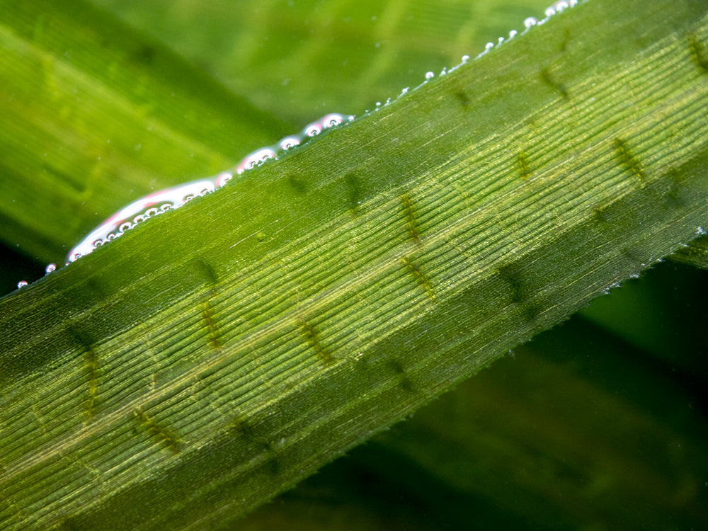 Jungle Vallisneria (Vallisneria americana), Bunch w/Lead