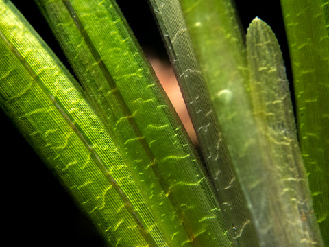 Golden Nesaea (Nesaea pedicellata "Golden"), Bunch w/Lead