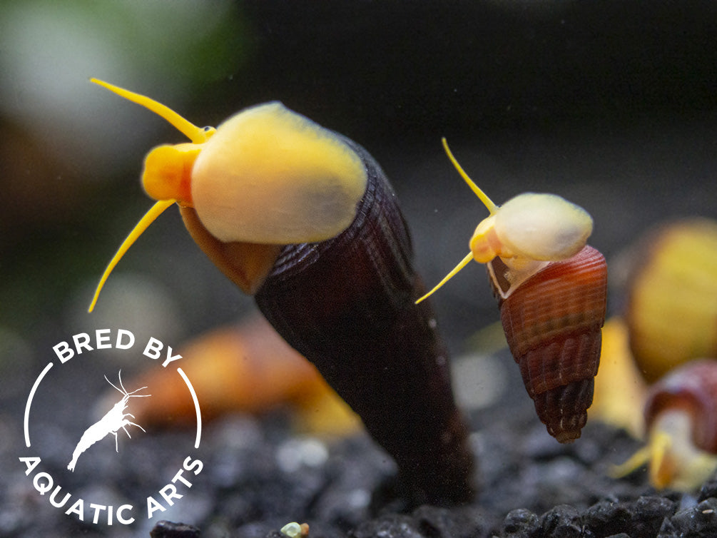 Orange Giant Sulawesi Rabbit Snail (Tylomelania gemmifera), BREDBY: AQUATIC ARTS