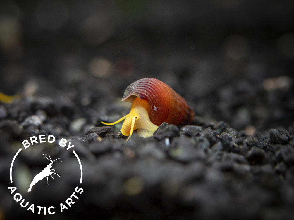 Orange Giant Sulawesi Rabbit Snail (Tylomelania gemmifera), BREDBY: AQUATIC ARTS