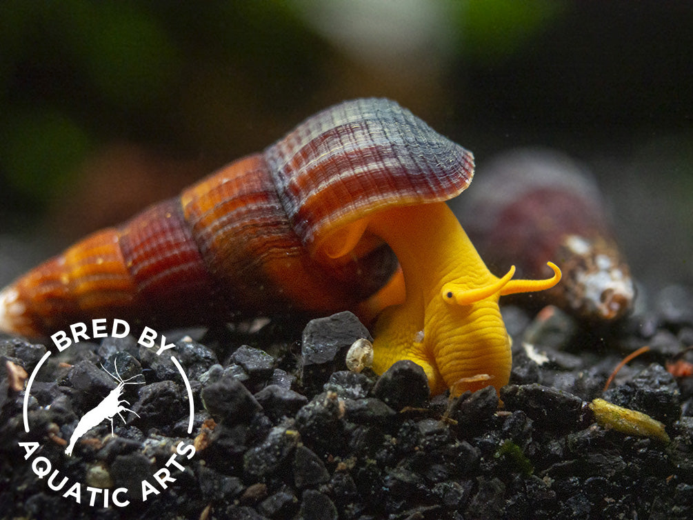 Rabbit Snails Freshwater