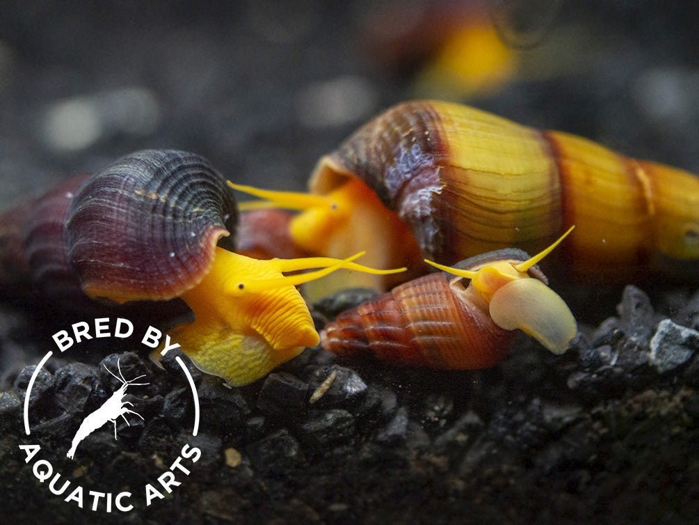 Orange Giant Sulawesi Rabbit Snail (Tylomelania gemmifera), BREDBY: AQUATIC ARTS