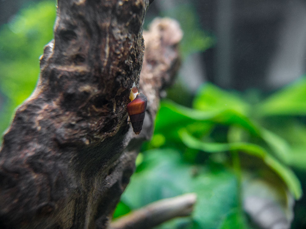 Assorted Sulawesi Rabbit Snail (Tylomelania sp.), BREDBY: Aquatic Arts