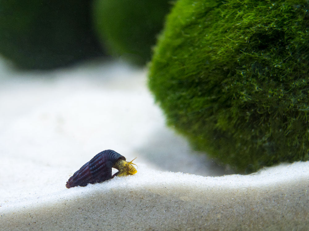 Assorted Sulawesi Rabbit Snail (Tylomelania sp.), BREDBY: Aquatic Arts