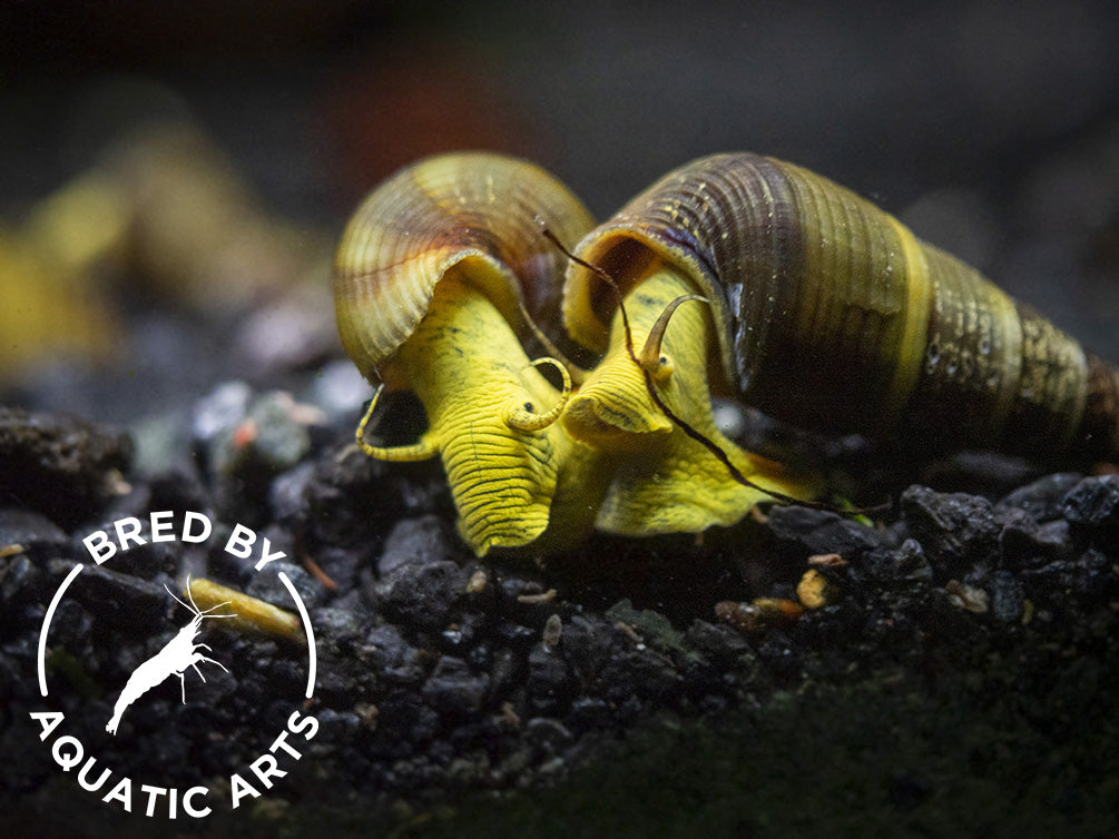 Gold/Yellow Giant Sulawesi Rabbit Snail (Tylomelania sarasinorum), BREDBY: AQUATIC ARTS