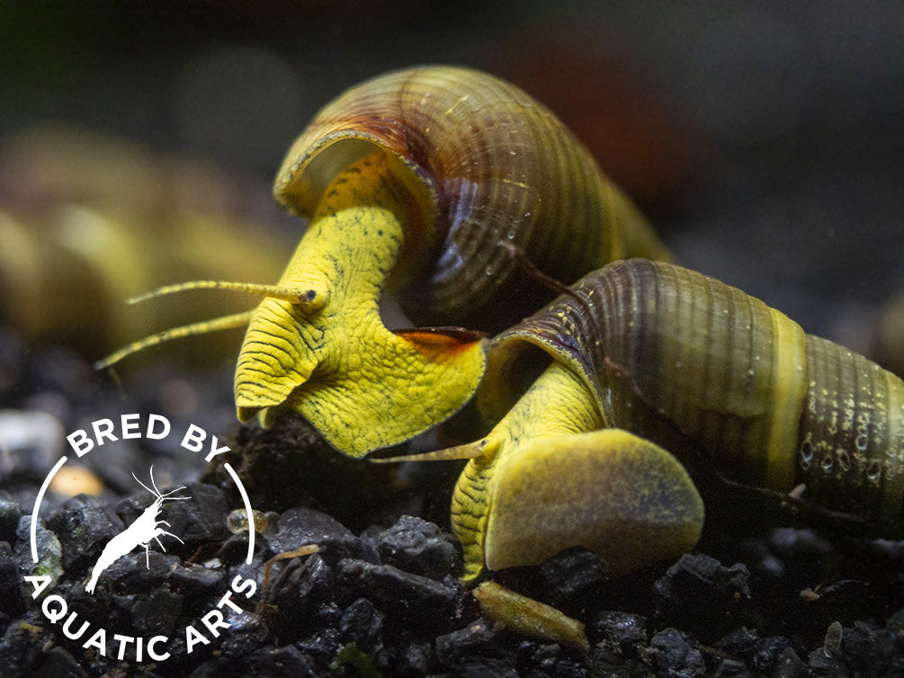 Rabbit Snails Freshwater