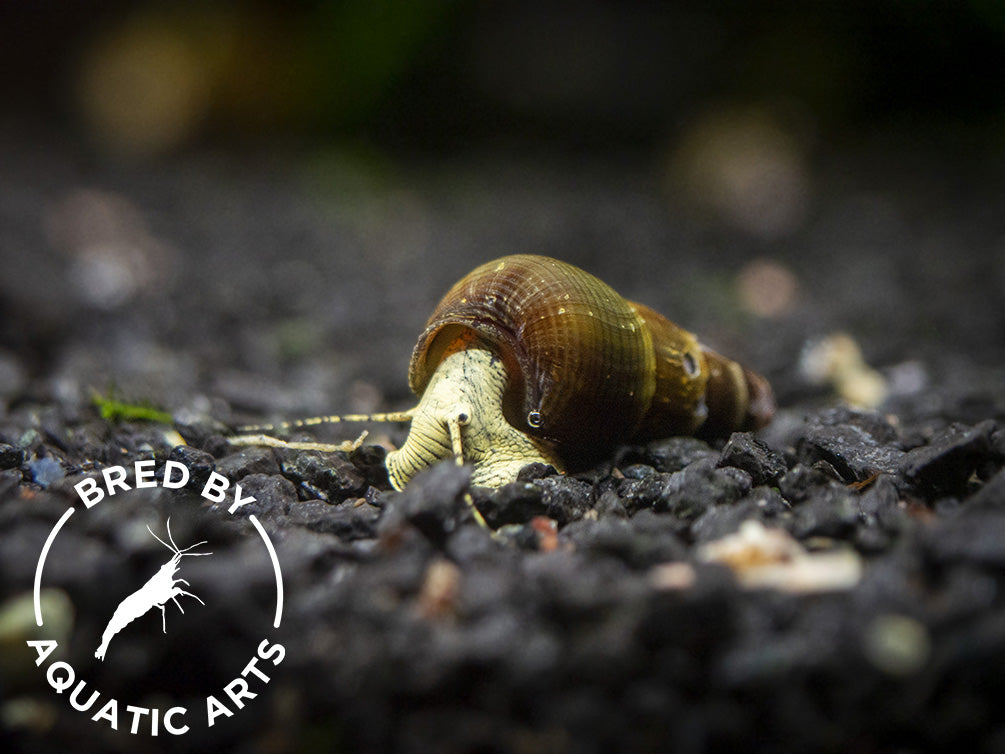 Gold/Yellow Giant Sulawesi Rabbit Snail (Tylomelania sarasinorum), BREDBY: AQUATIC ARTS