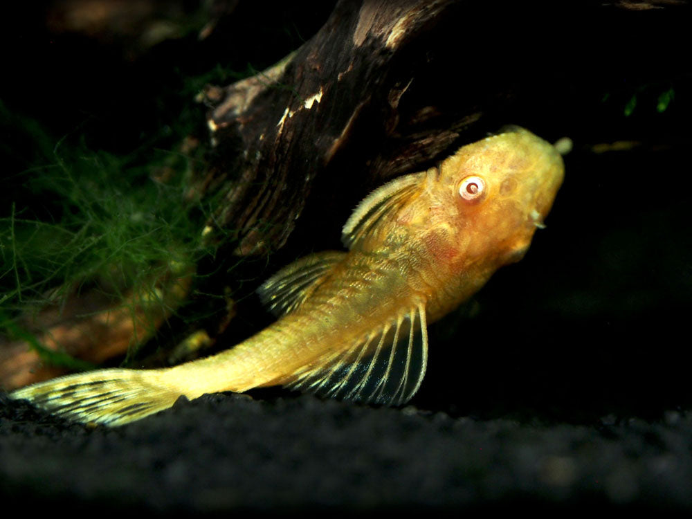 Albino Bristlenose Pleco (Ancistrus cf. cirrhosus "Albino") - Tank-Bred!