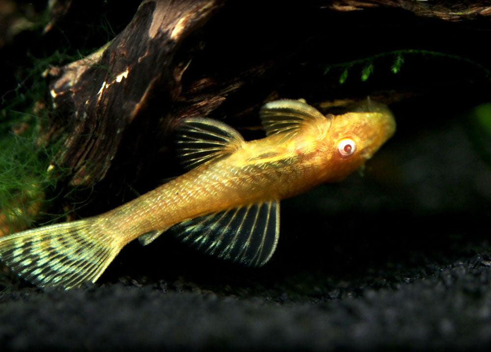 Albino Bristlenose Pleco (Ancistrus cf. cirrhosus "Albino") - Tank-Bred!