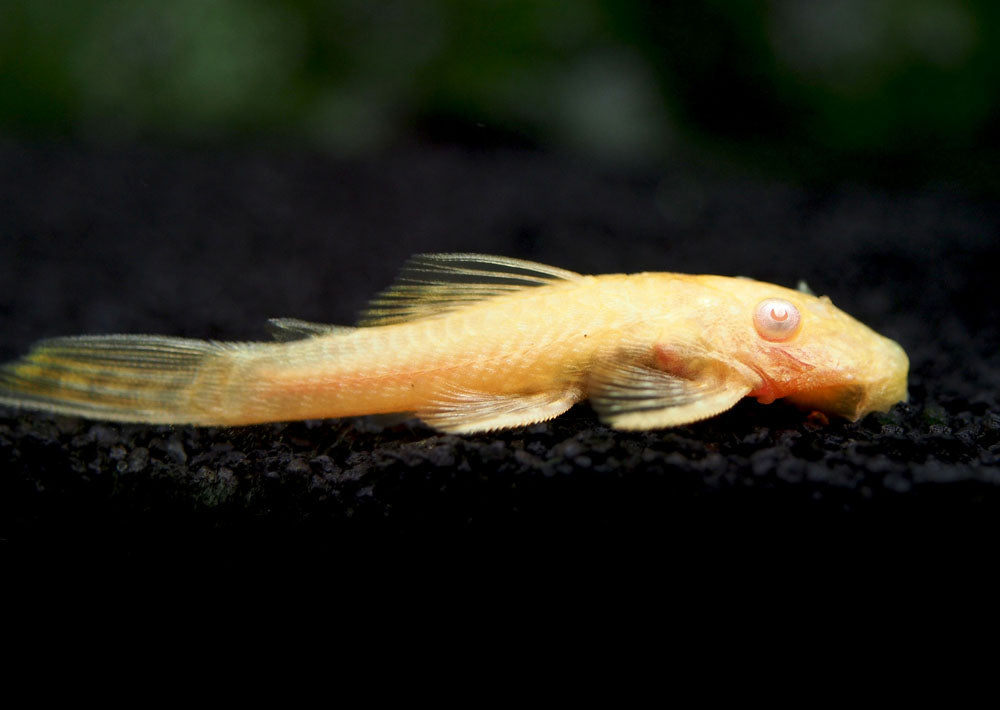 Albino Bristlenose Pleco (Ancistrus cf. cirrhosus "Albino") - Tank-Bred!