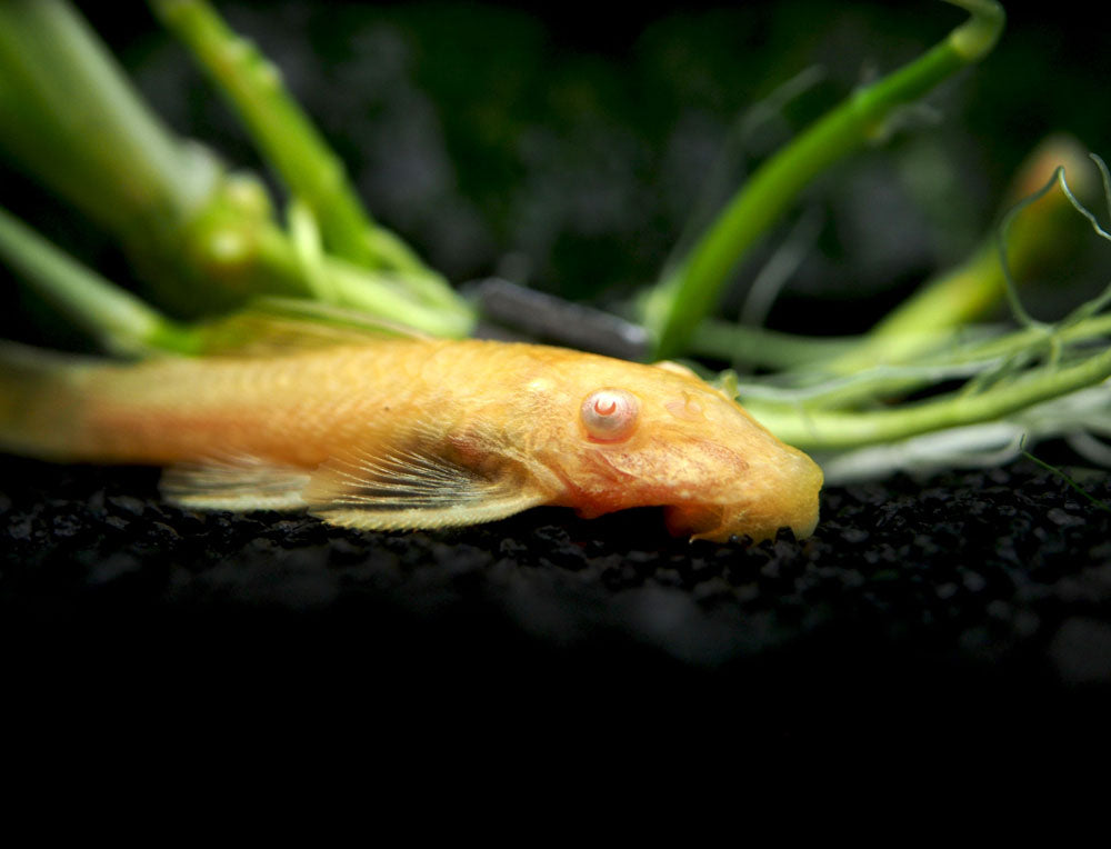 Albino Bristlenose Pleco (Ancistrus cf. cirrhosus "Albino") - Tank-Bred!
