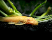 Albino Bristlenose Pleco (Ancistrus cf. cirrhosus "Albino") - Tank-Bred!