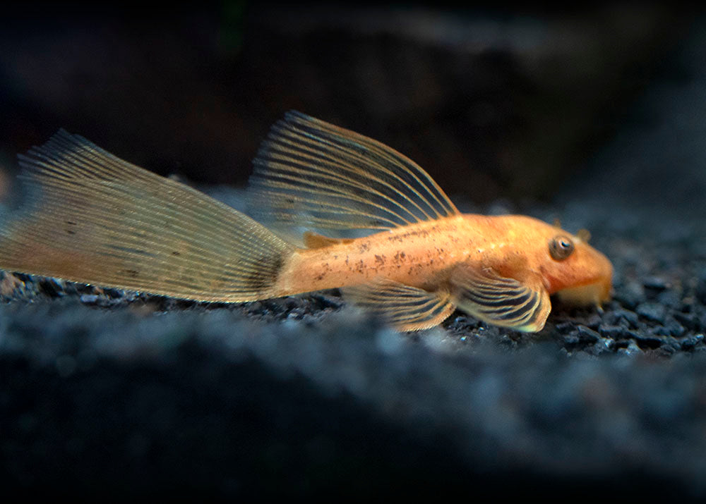 Longfin Super Red Bristlenose Pleco (Ancistrus sp. "Super Red"), Tank-Bred