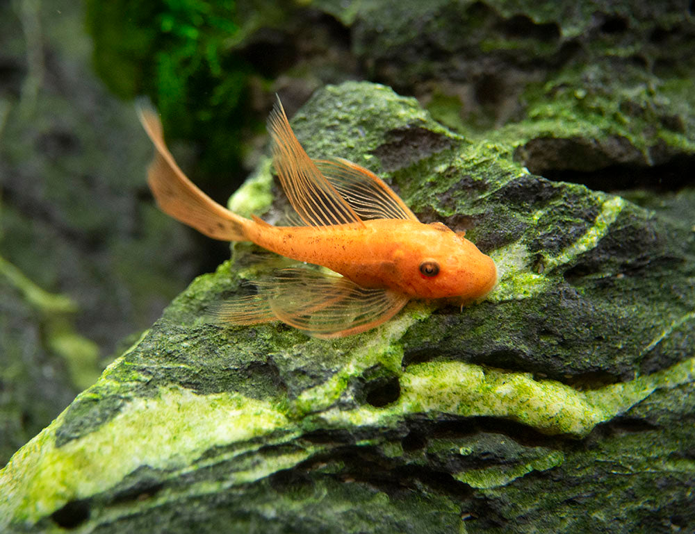 Longfin Super Red Bristlenose Pleco (Ancistrus sp. "Super Red"), Tank-Bred