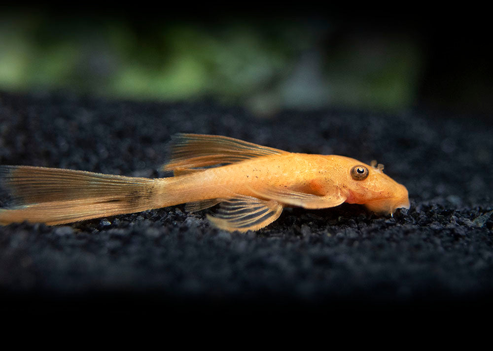 Longfin Super Red Bristlenose Pleco (Ancistrus sp. "Super Red"), Tank-Bred