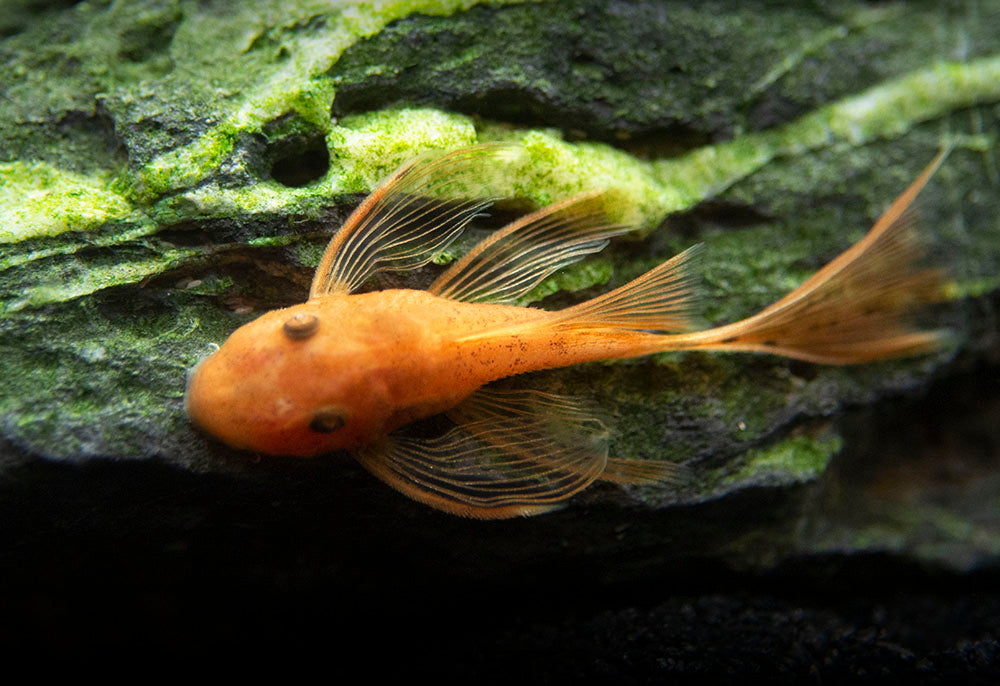 Longfin Super Red Bristlenose Pleco (Ancistrus sp. "Super Red"), Tank-Bred