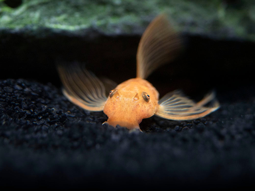 Longfin Super Red Bristlenose Pleco (Ancistrus sp. "Super Red"), Tank-Bred