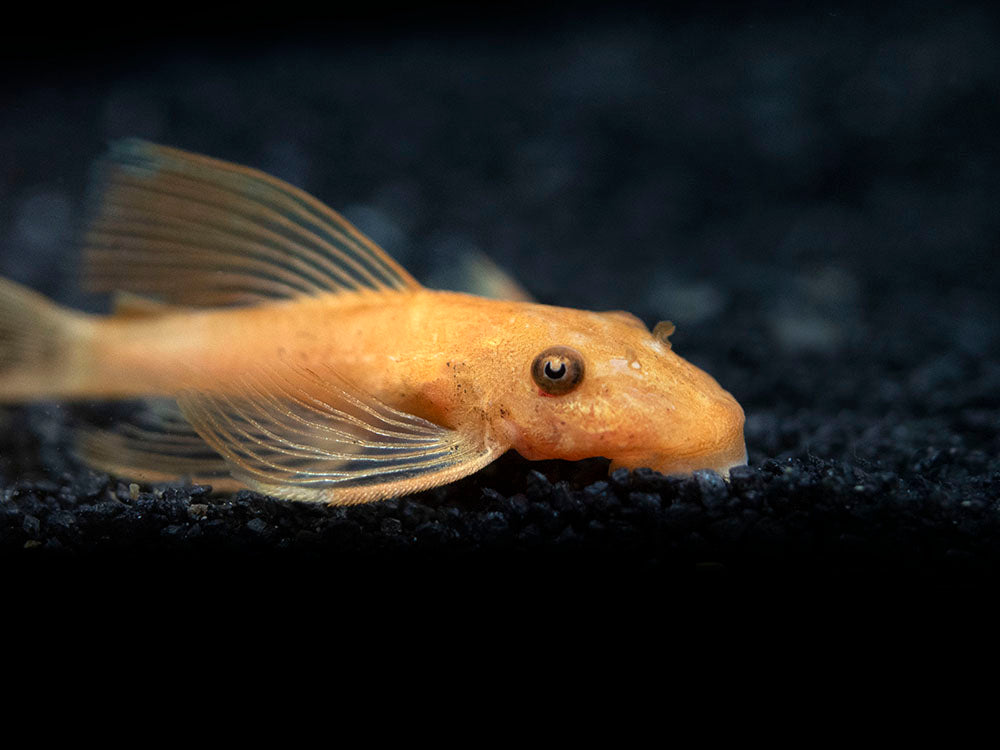Longfin Super Red Bristlenose Pleco (Ancistrus sp. "Super Red"), Tank-Bred
