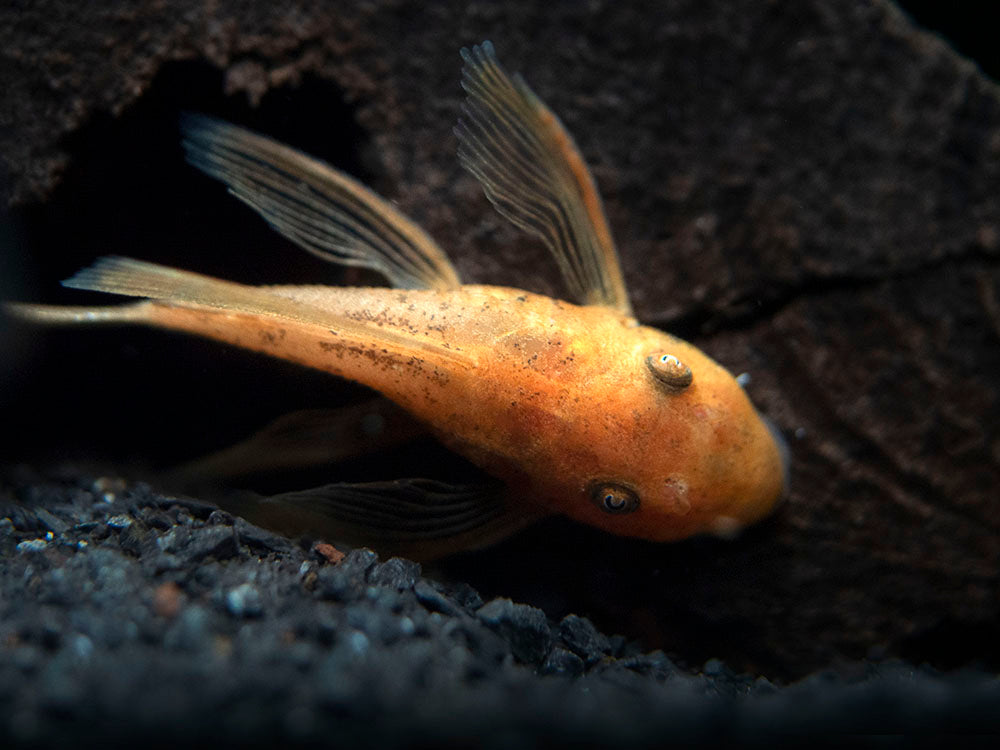 Longfin Super Red Bristlenose Pleco (Ancistrus sp. "Super Red"), Tank-Bred