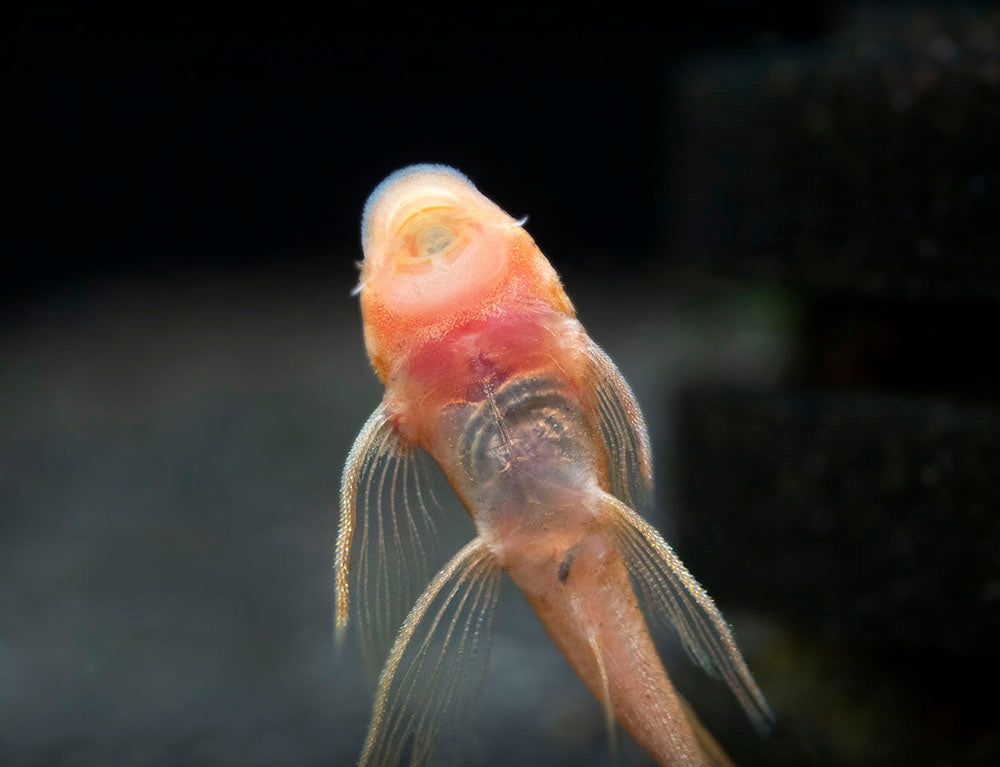 Longfin Super Red Bristlenose Pleco (Ancistrus sp. "Super Red"), Tank-Bred