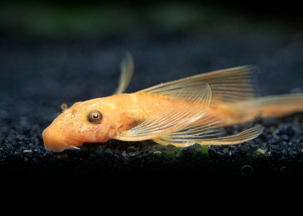 Longfin Super Red Bristlenose Pleco (Ancistrus sp. "Super Red"), Tank-Bred