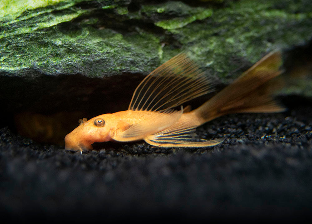 Longfin Super Red Bristlenose Pleco (Ancistrus sp. "Super Red"), Tank-Bred