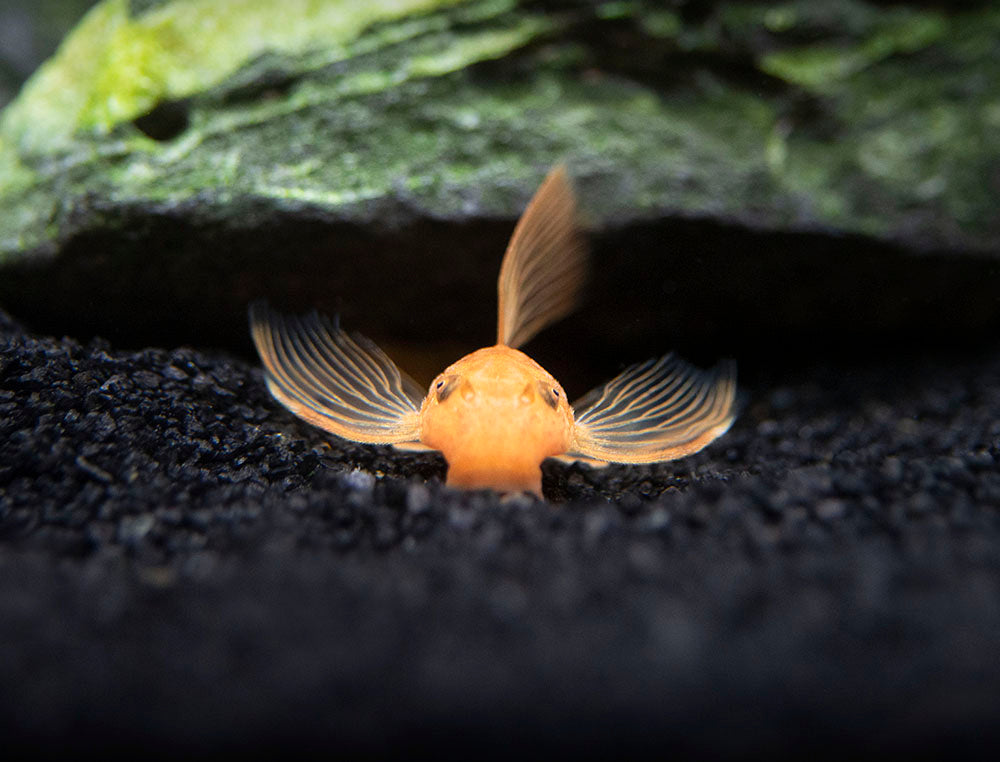 Longfin Super Red Bristlenose Pleco (Ancistrus sp. "Super Red"), Tank-Bred