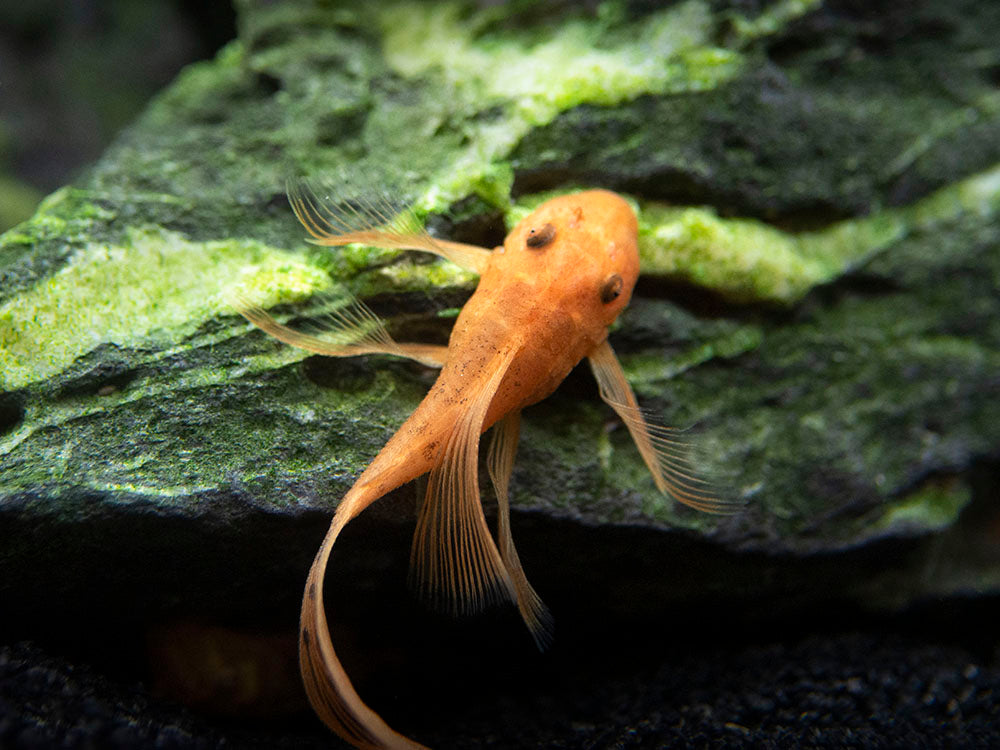 Longfin Super Red Bristlenose Pleco (Ancistrus sp. "Super Red"), Tank-Bred