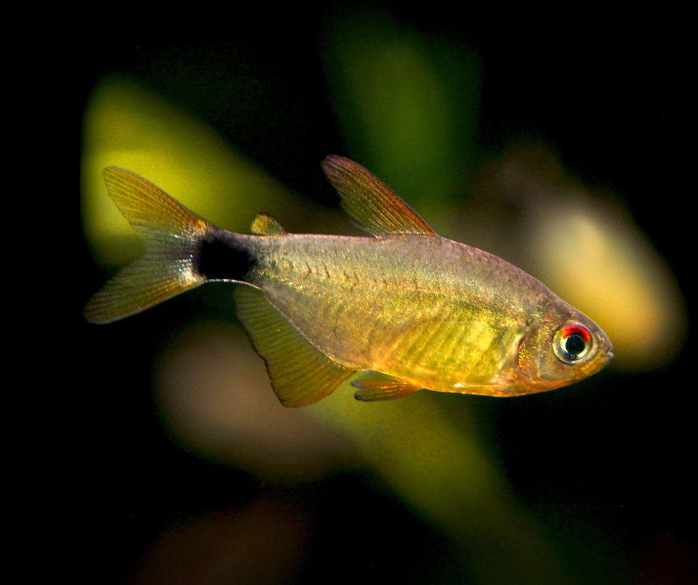 Kitty Tetra (Hyphessobrycon heliacus), Tank-Bred!