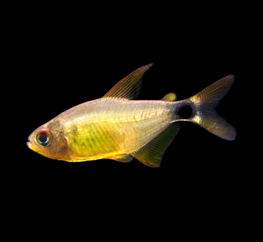 Kitty Tetra (Hyphessobrycon heliacus), Tank-Bred!