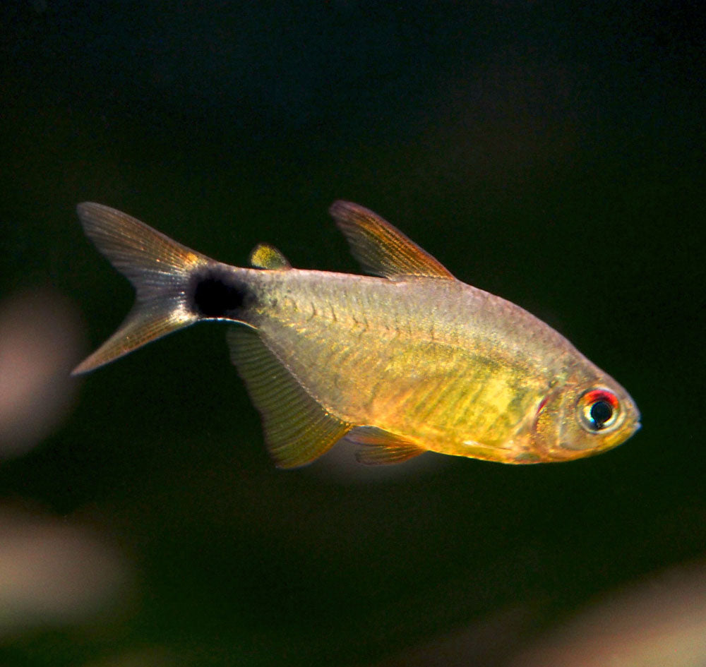 Kitty Tetra (Hyphessobrycon heliacus), Tank-Bred!