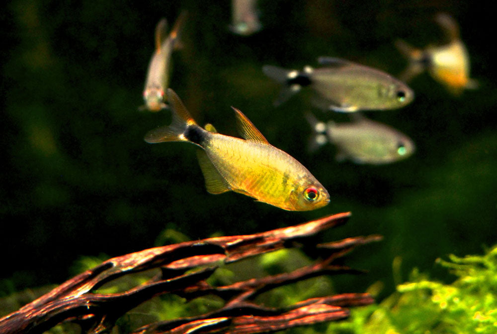 Kitty Tetra (Hyphessobrycon heliacus), Tank-Bred!