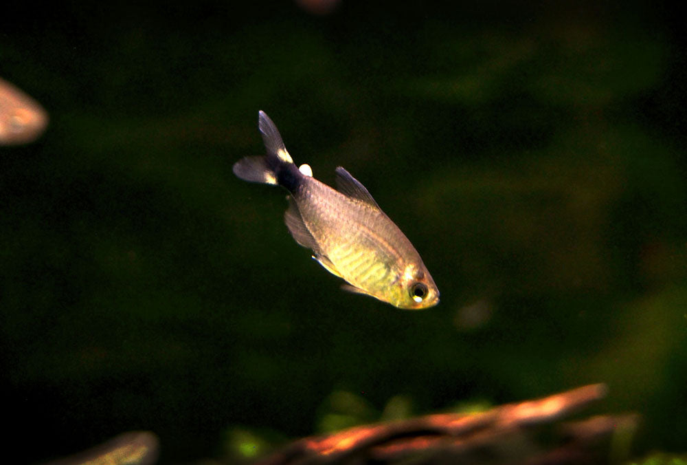 Kitty Tetra (Hyphessobrycon heliacus), Tank-Bred!