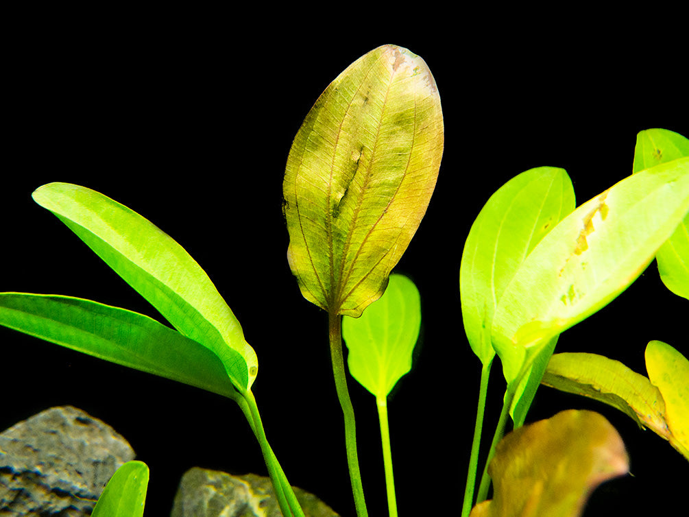 Kleiner Prinz Sword (Echinodorus sp. hybrid), bare root