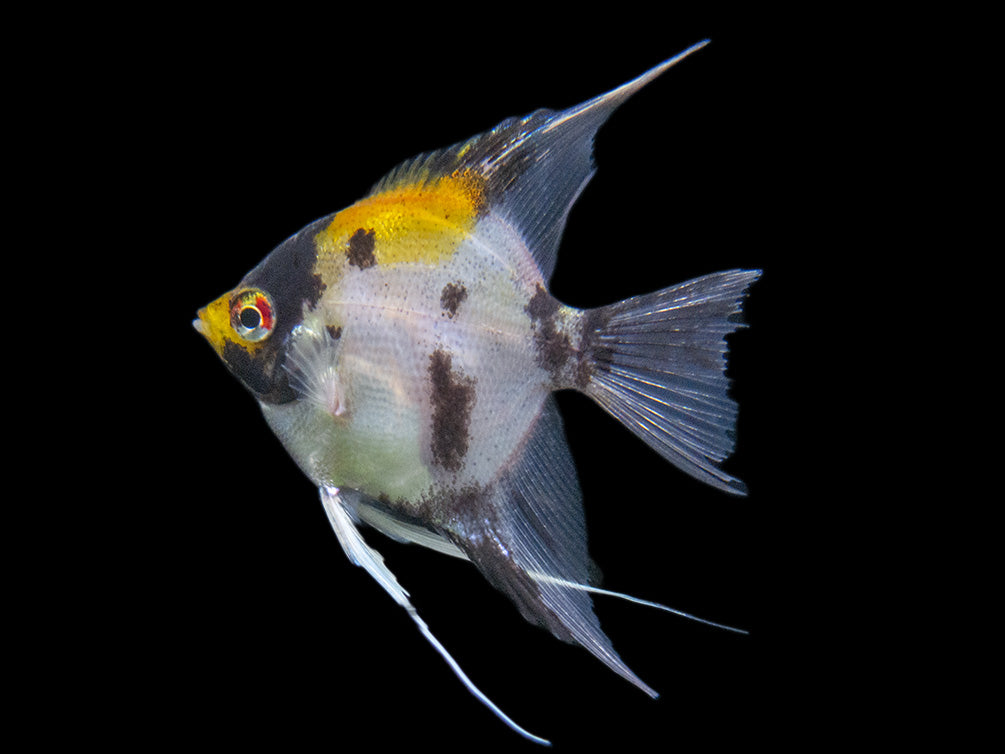 Koi Angelfish (Pterophyllum scalare) - Tank-Bred!