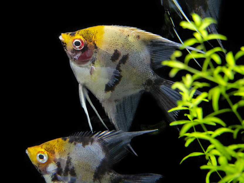 Angelfish Spectacles Angelfish – Aquatic Arts