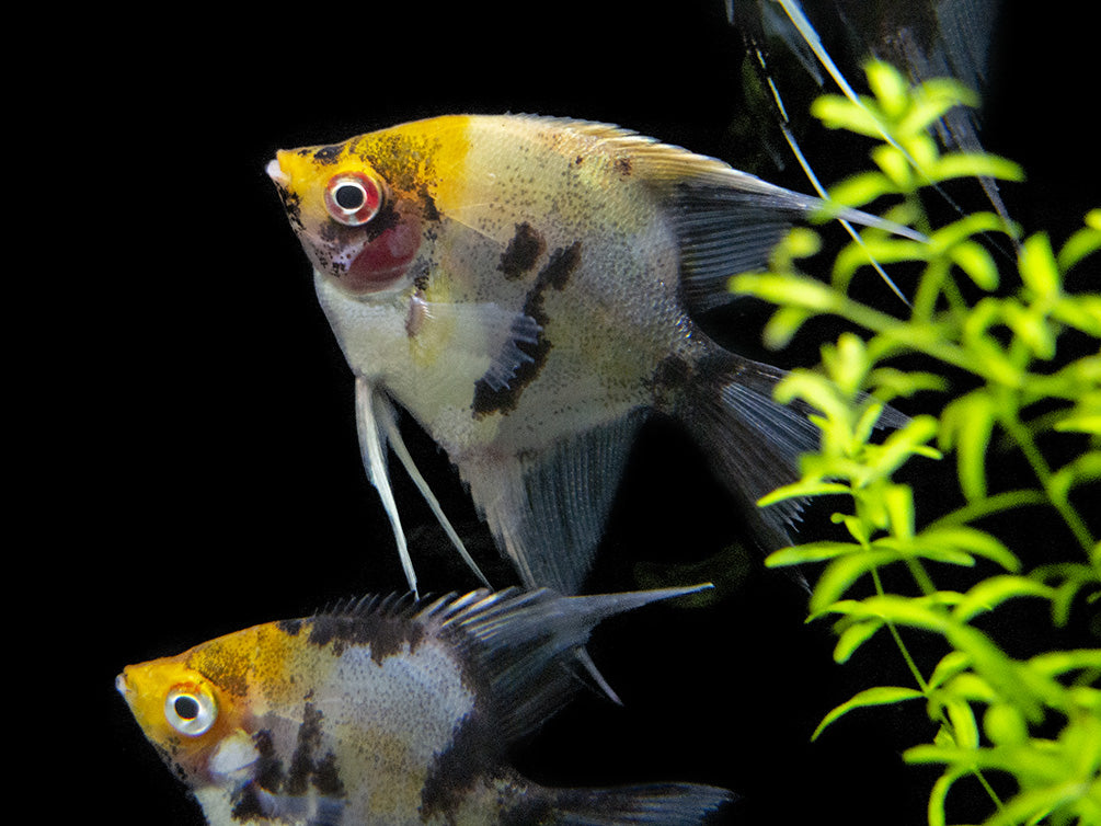 Koi Angelfish (Pterophyllum scalare) - Tank-Bred!