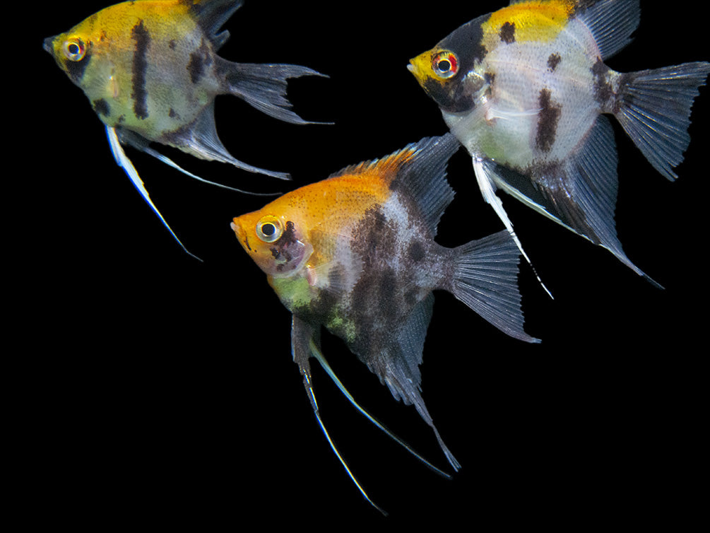 Koi Angelfish (Pterophyllum scalare) - Tank-Bred!