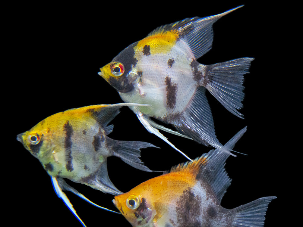 Koi Angelfish (Pterophyllum scalare) - Tank-Bred!