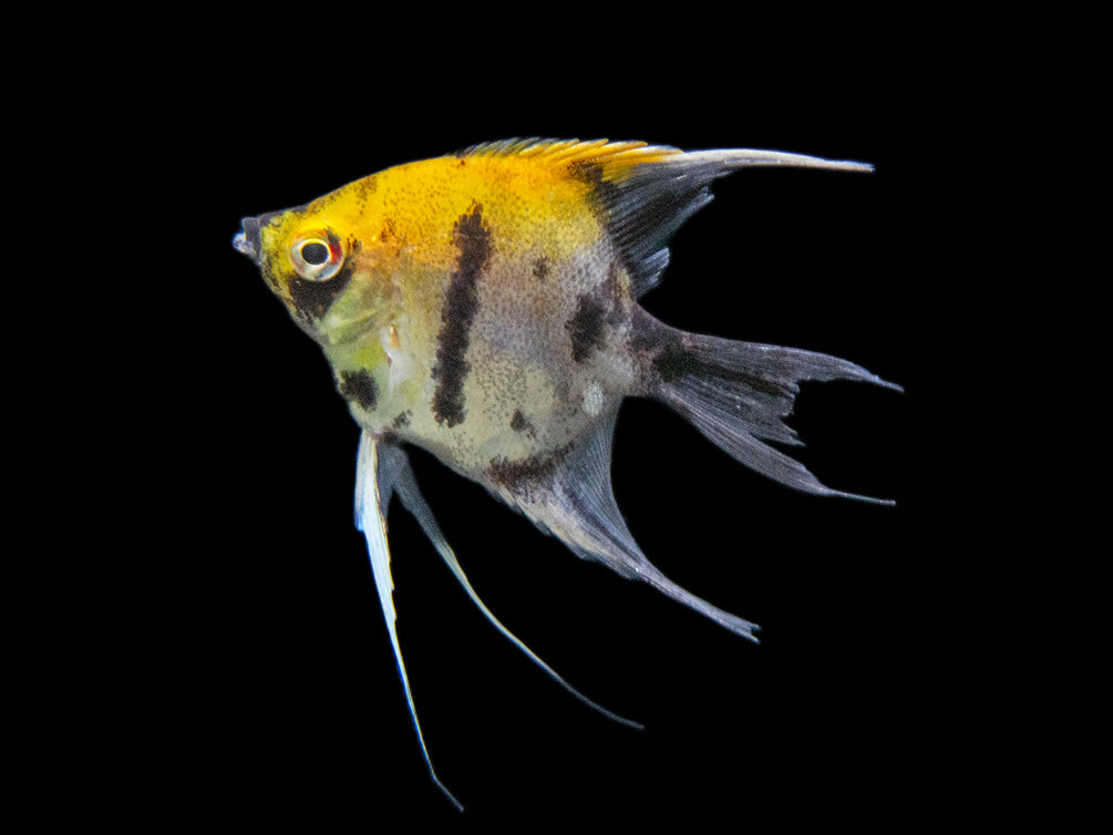 Koi Angelfish (Pterophyllum scalare) - Tank-Bred!