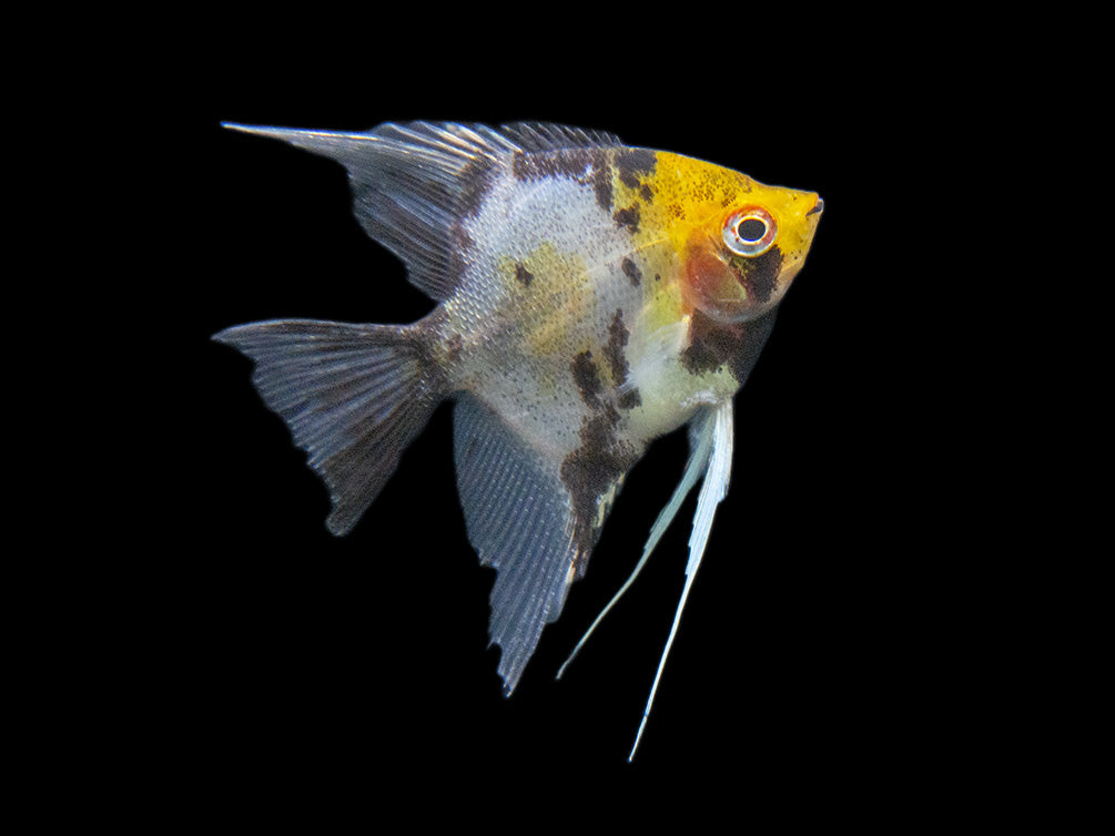 Koi Angelfish (Pterophyllum scalare) - Tank-Bred!