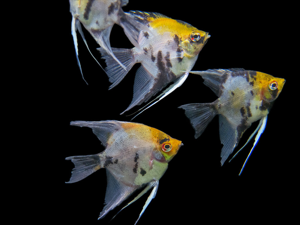 Koi Angelfish (Pterophyllum scalare) - Tank-Bred!